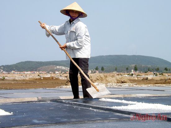 Diêm dân xã An Hòa (Quỳnh Lưu) thu hoạch muối.