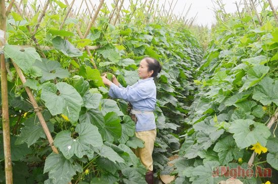 Thanh Chương đưa cây bí xanh vào trồng trên đất 2 lúa, khắc phục tình trạng hạn hán.