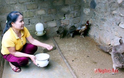 Mô hình nuôi chim trĩ ở xóm 4, xã Nghĩa Đồng (Tân Kỳ).