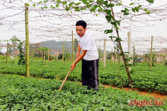 Trang trại của “Hoàn liều”.