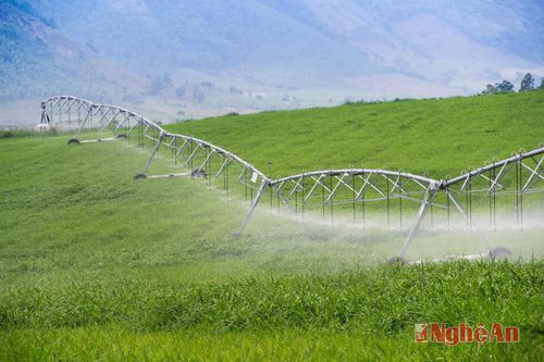 Cánh đồng nguyên liệu 