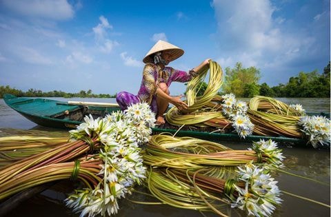 Chung khảo hạng mục Du lịch: Ảnh của Hoàng Thế Nhiệm chụp người phụ nữ đang thu hoạch hoa súng ở Châu Đốc, Đồng bằng sông Cửu Long vào tháng 10/2014, bằng máy Sony Ilce-7R. Vào mùa nước nổi, hoa súng dại mọc khắp nơi trên cảnh đồng lúa ngập nước. Hoa súng trở thành một món ăn đặc biệt cho người dân vùng này, thường được dùng làm xa lát hoặc nấu canh cá