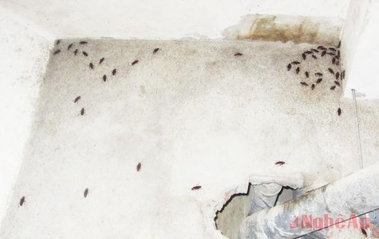 Phòng vận hành điện, nước lộn xộn, bừa bãi và là nơi trú ngụ của chuột,  dán.