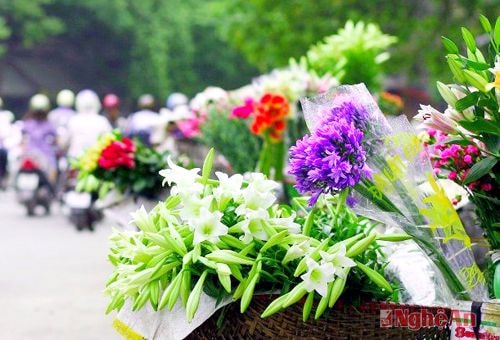 Hoa loa kèn tháng Tư.Ảnh: trần dũng