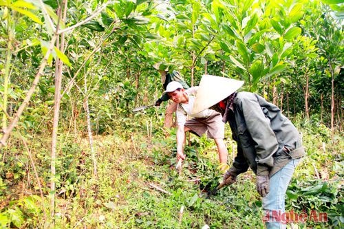 Người dân huyện Con Cuông chăm sóc rừng keo. 