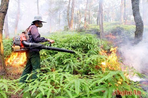 Nam Đàn xử lý thực bì trước mùa cháy.