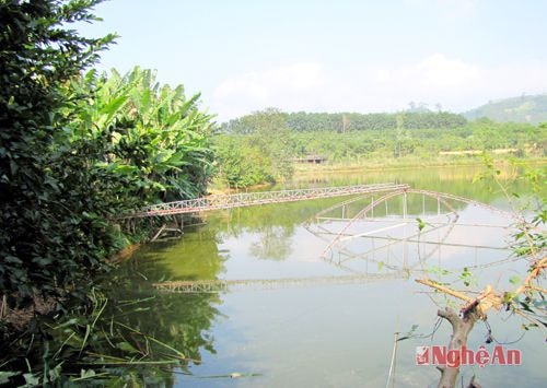 Ao cá của gia đình anh Hoàng Quốc Hải (ảnh lớn). 