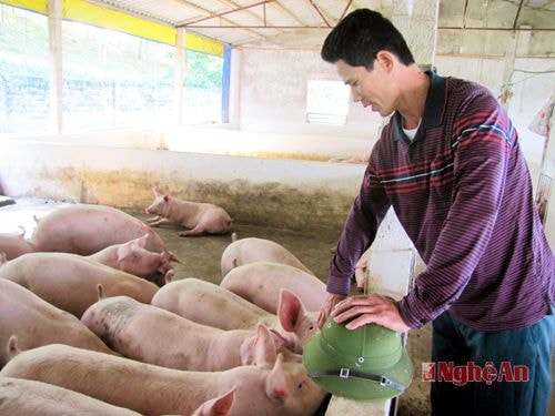  Anh Hải chăm sóc đàn lợn thịt.