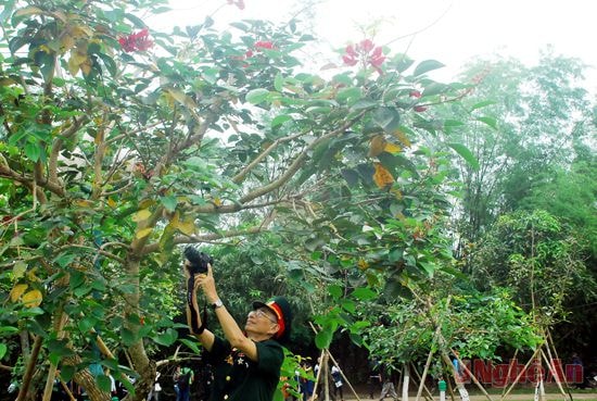 Cựu chiến binh Lê Ngọc Hậu đến từ Quảng Trị ghi lại hình ảnh đẹp về hàng cây trước quê Bác.