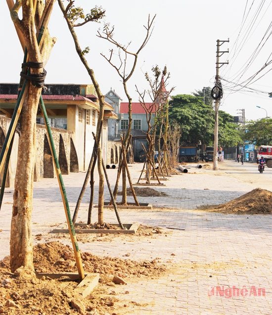 Cây mới trồng ở SVĐ Thị xã Thái Hòa.