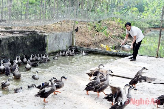 Mô hình nuôi vịt trời của trang trại anh Nguyễn Hữu Đức ở xã Thuận Sơn.
