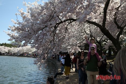 Du khách khắp nơi về Washington để thưởng nghoạn hoa anh đào