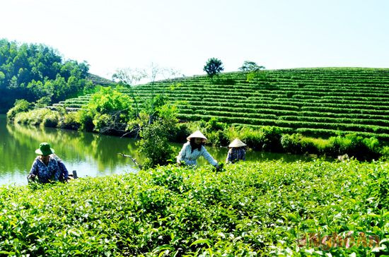 Thu hoạch chè ở xã Thanh An (Thanh Chương). Ảnh: Cao Đông