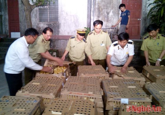 Đội quan lý thị trường số 1 Nghệ An và Trạm thú y Diễn Châu kiểm tra số gia cầm không có hồ sơ hợp lệ 