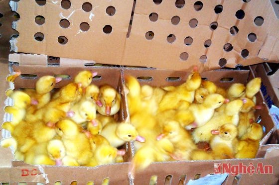 Vịt con 1 ngày tuổi không có nguồn gốc xuất xư