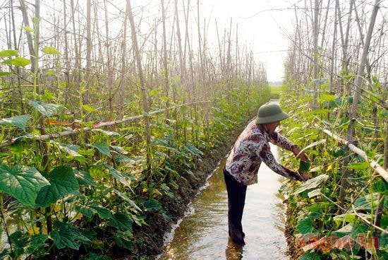 Cánh đồng dưa chuột giá trị kinh tế cao ở Tân Sơn - Đô Lương