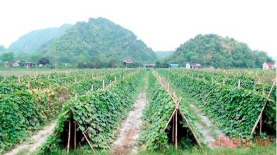Vườn bí ứng dụng công nghệ tươi nhỏ giọt