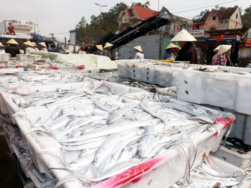 Chuyến đánh bắt này, ngư dân được mùa cá hố