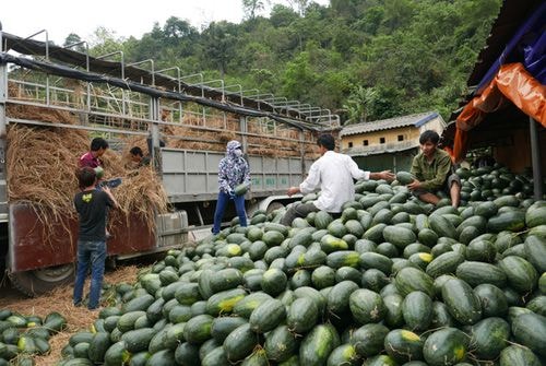 Theo Bộ Công Thương thương lái Trung Quốc hoàn toàn chi phối việc lựa chọn, tiếp nhận dưa đạt chất lượng khi thông quan. Ảnh: Quý Đoàn