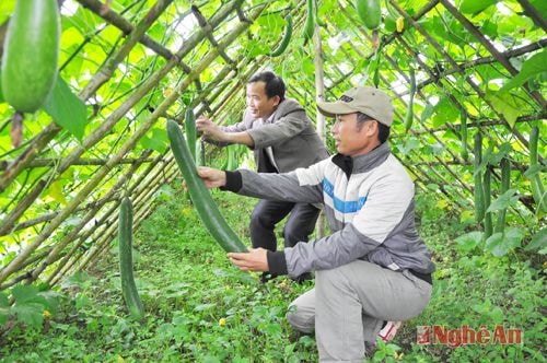 Mô hình trồng bí xanh cho hiệu quả kinh tế cao của gia đình  anh Đặng Thanh Hải ở xóm Diễn Đồng, xã Nghĩa Trung.