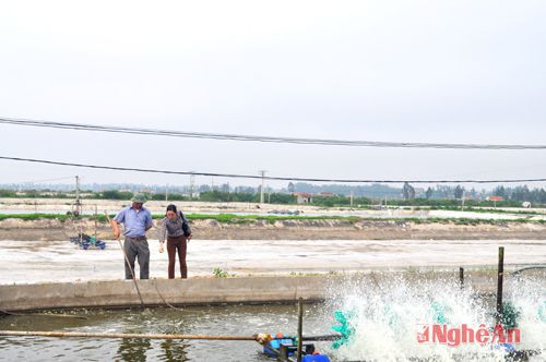 Cơ sở nuôi tôm của ông Hoàng Xuân Tin ở xóm Mai Giang, xã Quỳnh Bảng (Quỳnh Lưu).