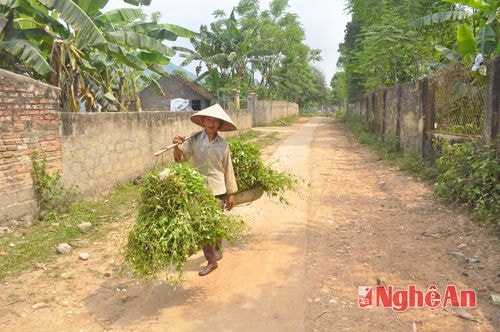  Đường bê tông phát triển ở các ngõ xóm.