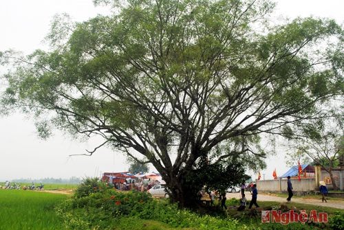 Cây sanh hàng trăm năm tuổi trước cửa đền.