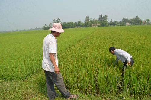  Lúa bị nhiễm vàng lá nặng trên địa bàn xóm Quyết Tiến-Khánh Sơn(Nam Đàn) chưa rõ nguyên nhân