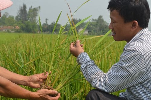 Lúa bị nhiễm vàng lá tại Xuân HÒa