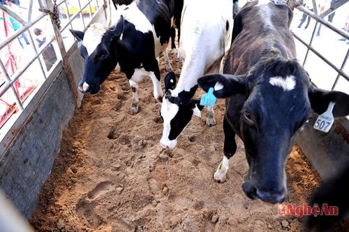Những “cô bò” đầu tiên lên xe về trang trại mới của Vinamilk tại Thanh Hóa