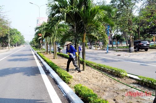 Chăm sóc cây xanh trên đường Bình Minh.