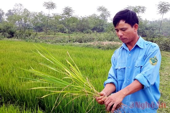 Lúa bị bạc lá ở xã Hùng Tiến (Nam Đàn).