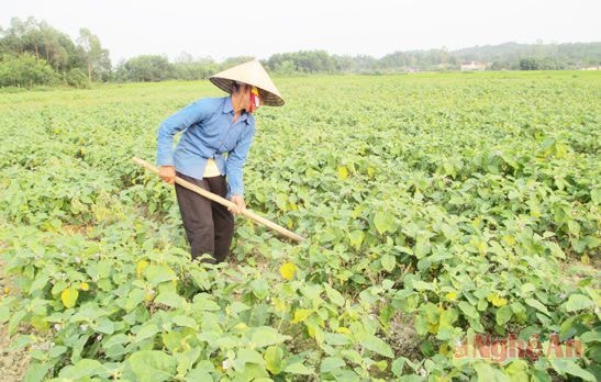 Nông dân xã Tiến Thành (Yên Thành) chăm sóc cà. Ảnh: Phương Thảo