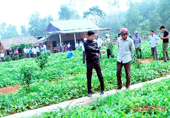 Tham quan mô hình trồng dưa sử dụng phân Bảo Ngọc. Ảnh: Đ.A