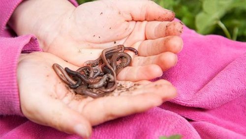 Những cơn gió mạnh có thể hút mọi thứ lên không trung và mang chúng đi ra so với vị trí ban đầu. Ảnh: ShutterStock