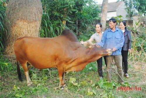 Cán bộ thú y xã Thạch Sơn (Anh Sơn) tiêm phòng bệnh cho bò.