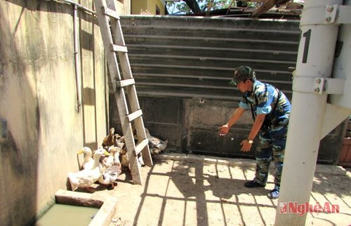 Nuôi vịt ở đảo Sinh Tồn.