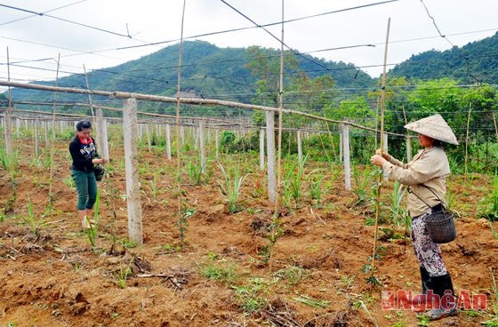 Cây gấc đang thời kỳ phát triển, bắt đầu leo bám.