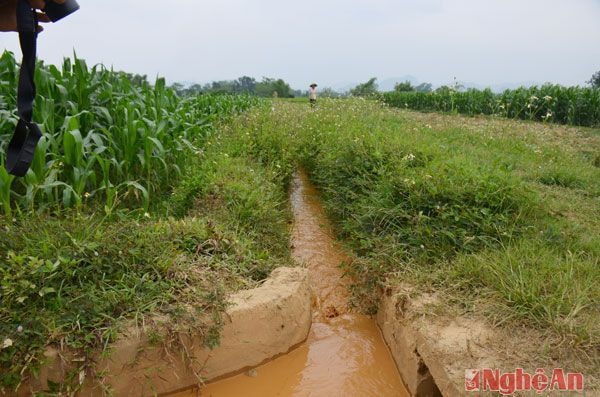 Trước đây, hệ thống kênh mương thủy lợi này nước trong vắt, quanh năm tưới mát cho vùng trồng lúa khoảng 12ha của xóm Cà thì nay bị biến thành dòng bùn đỏ.