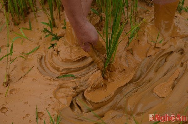 Lớp bùn dày nửa gang tay, như một thứ keo đỏ bám lên các ruộng lúa.