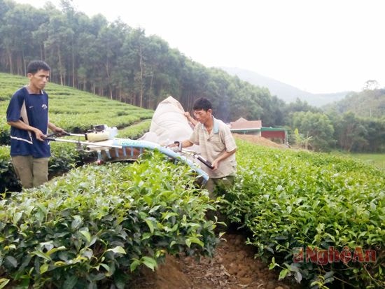 Thu hoạch chè ở xóm 1A, xã Thanh Thịnh (Thanh Chương).  Ảnh:  Ngọc Anh