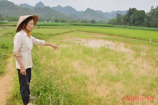 Bà Nguyễn Thị Tuyên bên mảnh ruộng bỏ hoang vì nguồn nước ô nhiễm. 