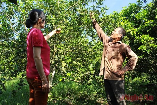 Vườn cam của gia đình ông bà Trương Văn Tuyến và Vũ Thị Lý.