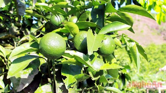 Cây cam được xem là cây làm giàu ở Quỳ Hợp