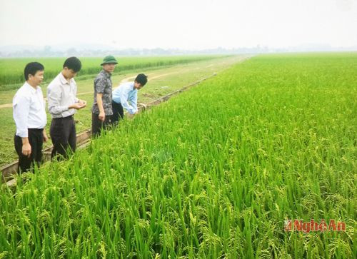 Kiểm tra cánh đồng mẫu lớn ở xã Phúc Thành (Yên Thành). Ảnh: Phú Hương
