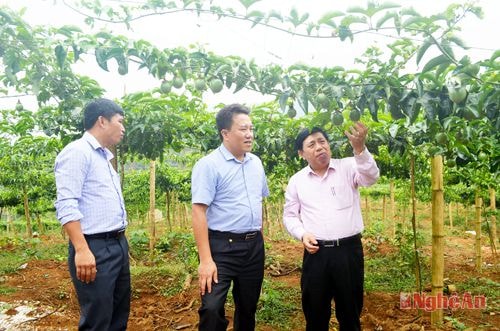Đồng chí Nguyễn Xuân Đường thăm vườn trồng chanh leo của người dân ở xã Tri Lễ (Quế Phong).