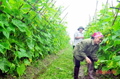 Dưa chuột - cây trồng mang lại hiệu quả kinh tế cao ở Nam Đàn. 