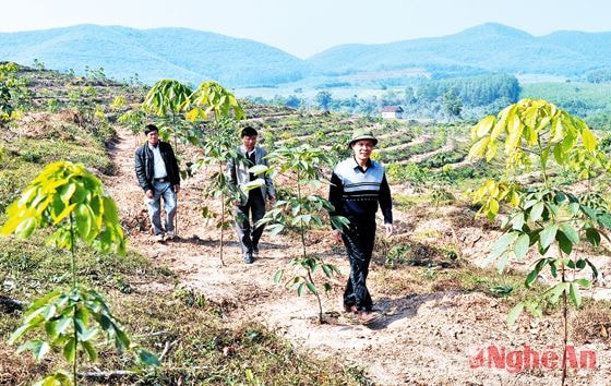 Lãnh đạo công ty kiểm tra Dự án trồng cao su tại khu vực Bãi Kè, Nghĩa Mai (Nghĩa Đàn).