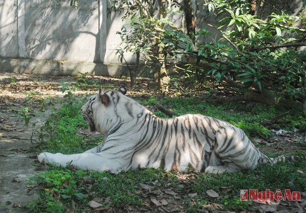 Một trong những con hổ trong Khu du lịch sinh thái trại bò Đồng Nông