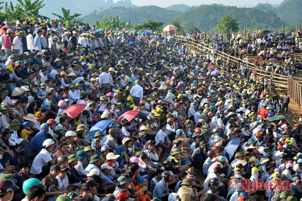 Hàng vạn khán giả tìm về Sân vận động xã Cẩm Sơn để cổ vũ Hội chọi trâu